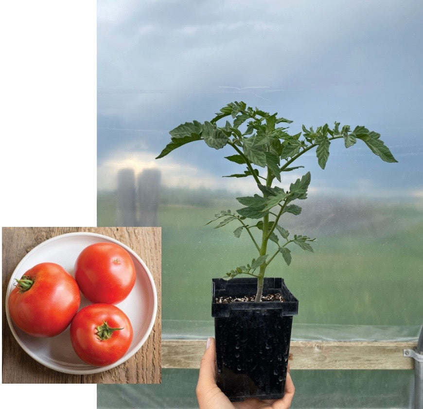 Tomato plant starts: Big Beef