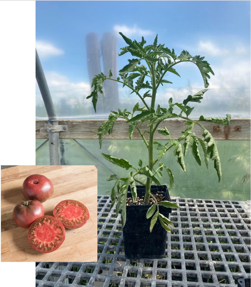 Tomato plant starts: Cherokee Purple