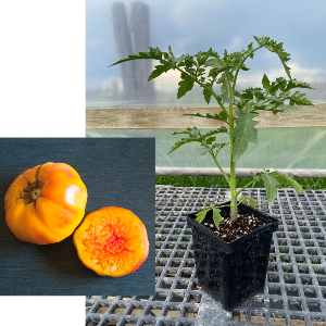 Tomato plant starts: Striped German